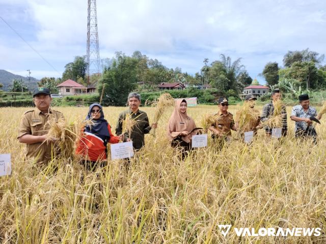 Keltan Jawi Jawi Agro Panen Padi Organik, Produksi Meningkat 1 Ton