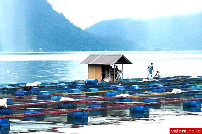 Pemkab Agam Awasi Populasi Ikan Keramba di Danau Maninjau