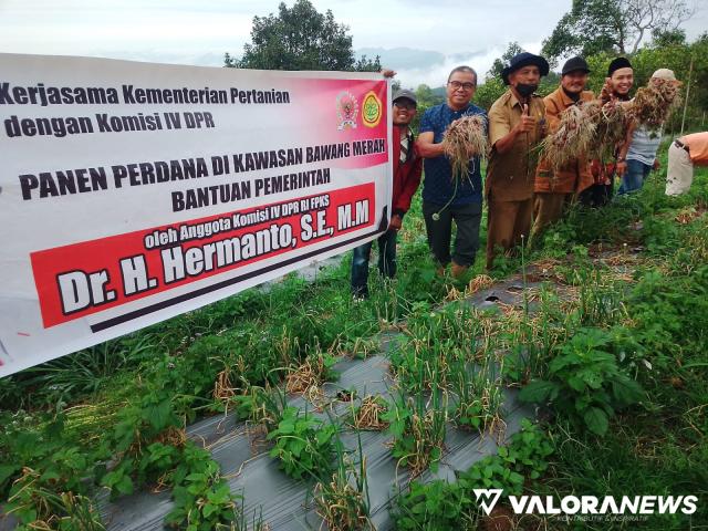 Hermanto Panen Bawang Merah bersama Petani Tanah Datar