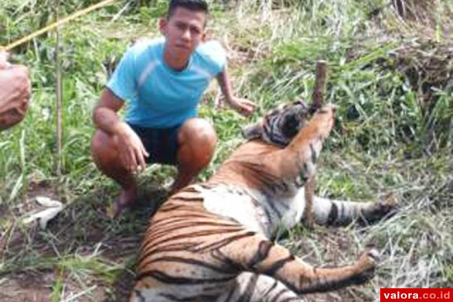 Harimau Sumatera Mati Terjerat di Pessel