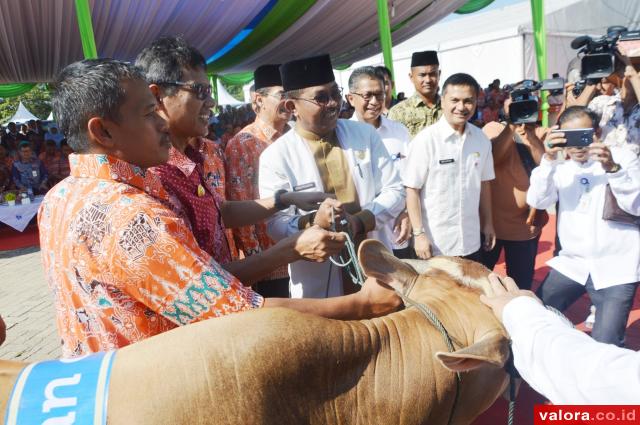 Gubernur Nilai Padang Sukses Gelar Livestock Expo dan Kontes Ternak 2019