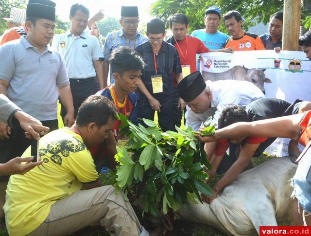 Sepuluh Tahun Vakum, Masjid Agung Nurul Iman Kembali Gelar Kurban