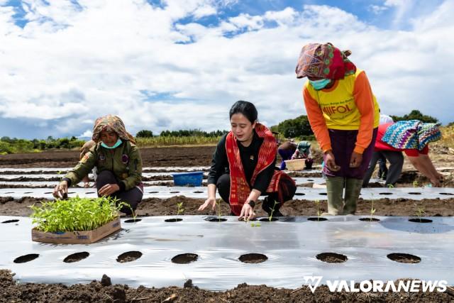 Petani Humbahas Keluhkan Pupuk Subsidi dan Nutrisi bagi Lansia, Puan: Nanti Saya Beresin