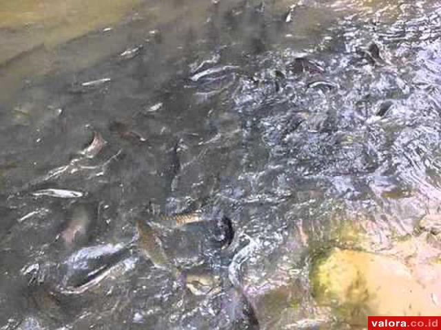 Anak Nagari Pasia Laweh Pesta Panen Ikan Larangan