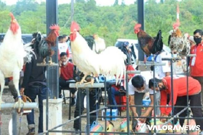 Yuk Nikmati Alarm Terbaik dari Camping Ground Solok Radjo, Ayam Kukuak Balenggek