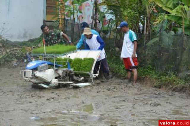 Babinsa Pauh Bimbing Petani Gunakan Mesin Penanam Padi