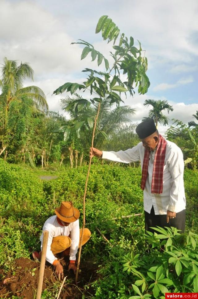 GOR Rang Agam Dihijaukan dengan 35 Pohon Mahoni