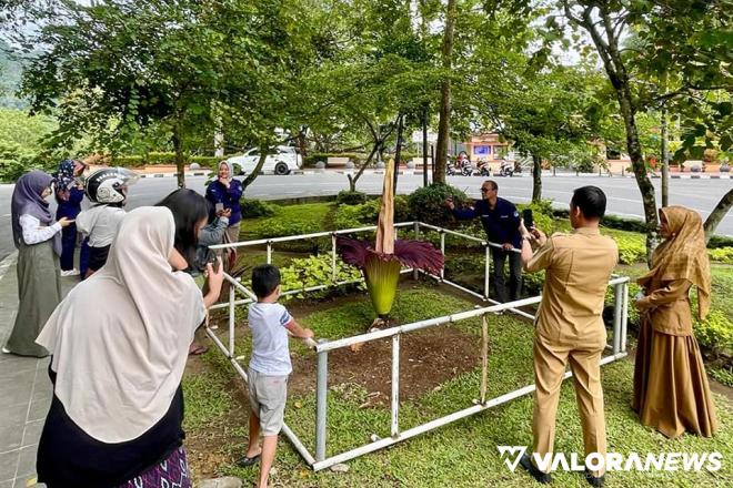 Peristiwa Langka, Bunga Bangkai Mekar Sempurna di Padang Panjang