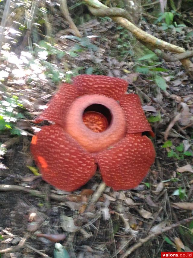 Oleh Istri Penemu, Bunga Rafflesia yang Mekar Sempurna Sempat Dikira Plastik