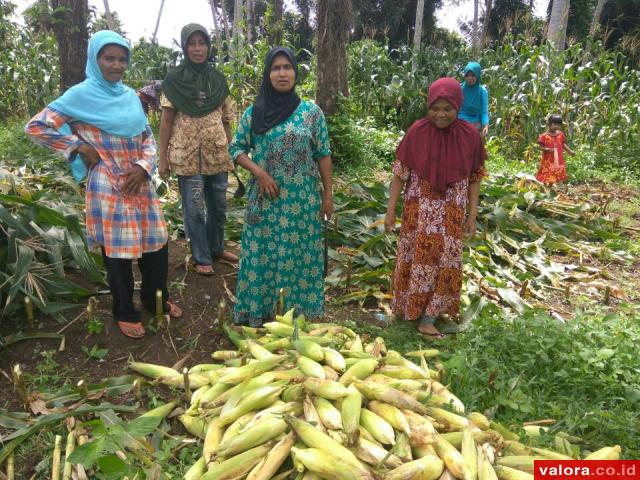 Kelompok Tani Wanita Cacang Randah Panen Jagung