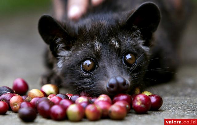 Usaha Kopi Luwak di Agam Bakal Diperluas