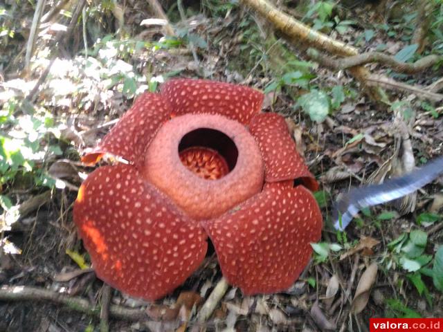 Pakar Prediksi Bunga Rafflesia Salo Hanya Mekar Satu Minggu