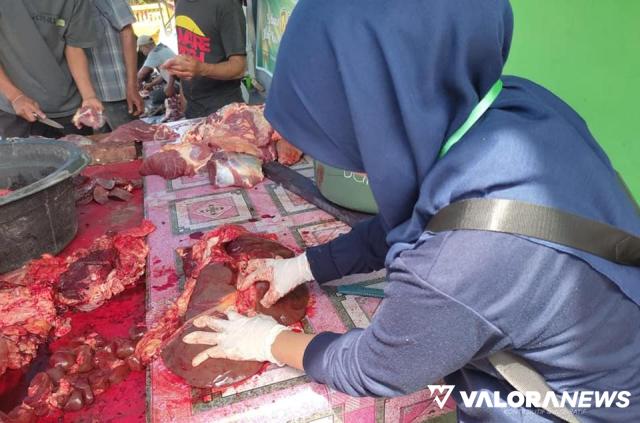 260 Hewan Kurban Disembelih di 41 Lokasi di Padang Panjang, Cacing Hati Ditelisik