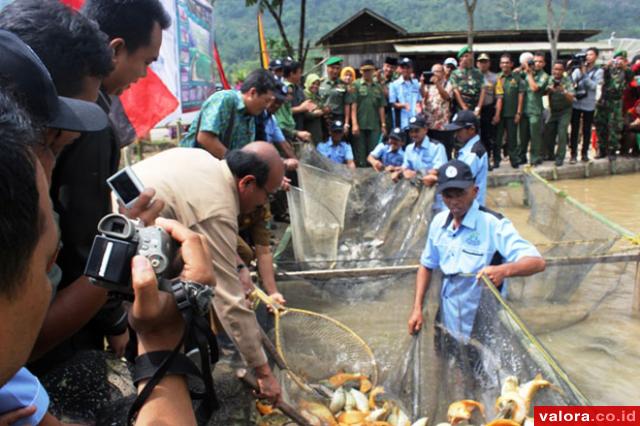 Pertanian Sistem Minapadi, Coco: Terjadi Penghematan dan Menguntungkan