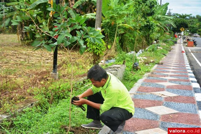 Dinas PU Agam Sisip 100 Bibit Rambutan