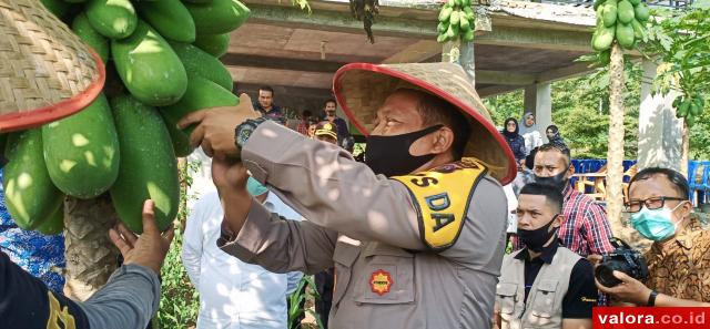 Ketahanan Pangan ala Personel Polri Ditinjau Kapolda dan Gubernur Sumbar