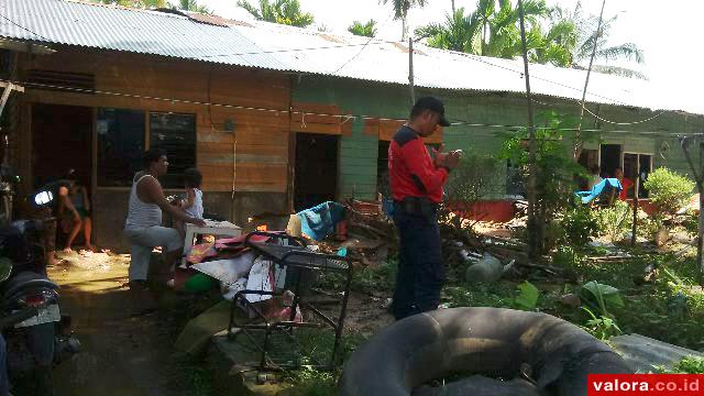 Banjir di Batuang Taba Hanyutkan Seekor Sapi