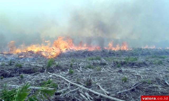 Api Masih Berkobar di Lahan Sawit PT Sapta