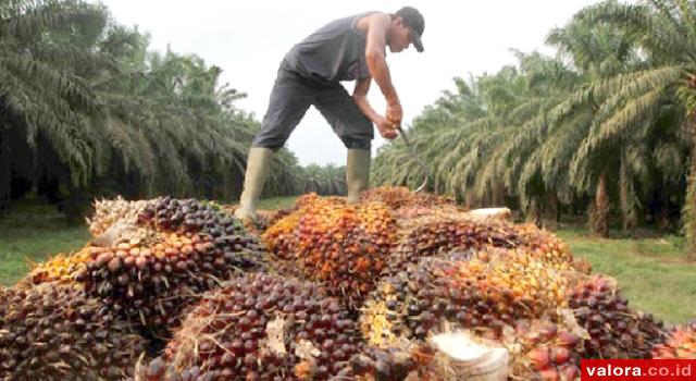 Petani Sawit Minta Pemerintah Turun Tangan