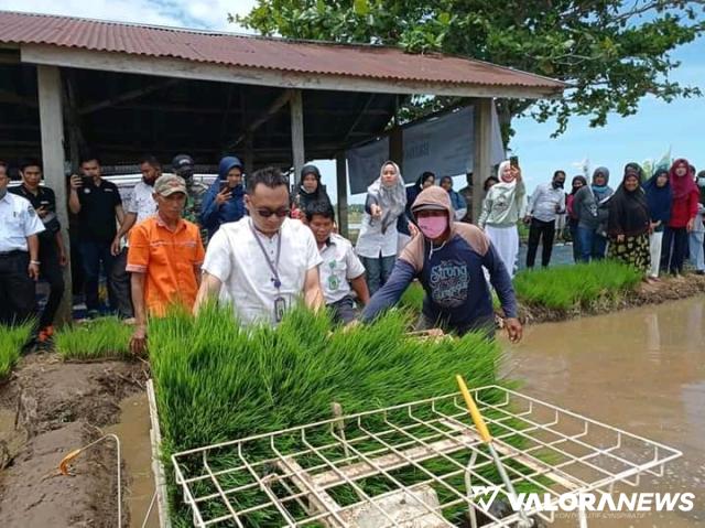 Pasaman Barat Sudah Surplus Beras