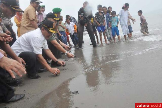 2600 Anak Penyu Dilepas ke Laut