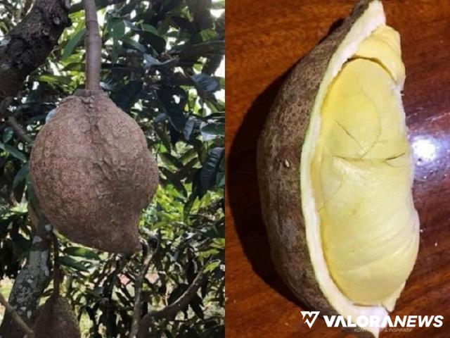 Viral! Durian Gundul Asal NTB yang Mulai Dicari-cari, Awalnya Tak Dimakan Warga Karena...