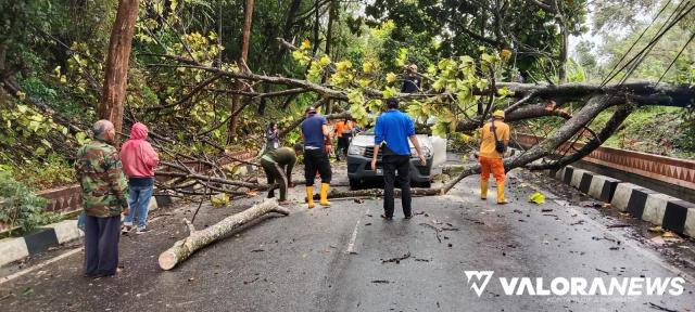 Pohon Tumbang Timpa 1 Unit Mobil di Bukit Ambacang, Pengendara Trauma