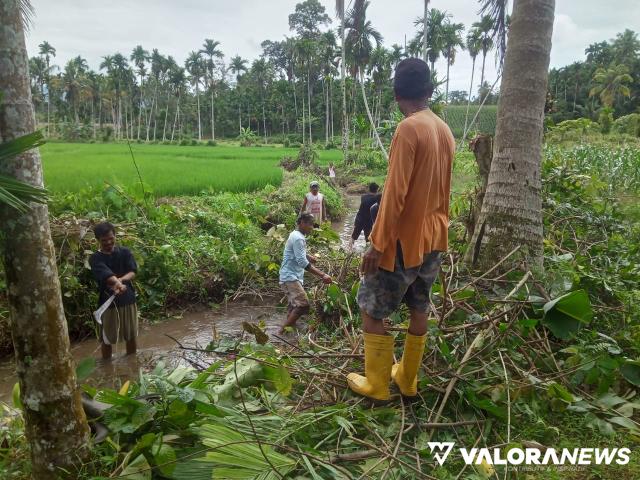 Warga Simaruok Bersihkan Irigasi Calon Lokasi Ikan Larangan