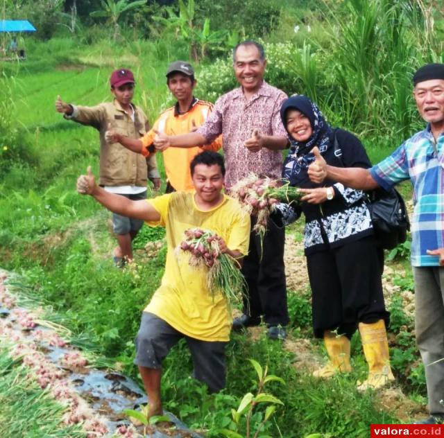 Ulu Aie Bakal Jadi Sentra Produksi Bawang Merah