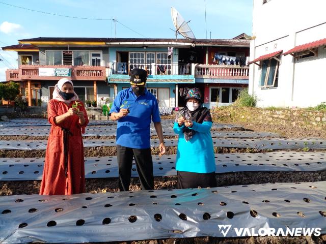 Marfendi Dukung Penuh Emak-emak Tangah Sawah Tanami Lahan Terlantar