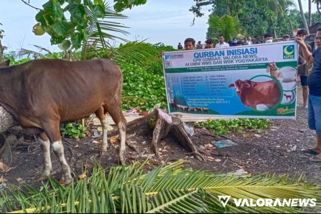 Valoranews, GPII Sumbar dan Alumni Yogyakarta Potong 2 Sapi Bersama Jemaah Nur Hidayah