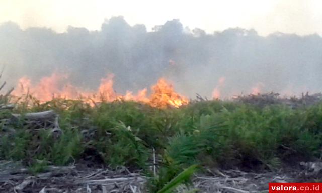 Tim Gabungan Padamkan Kebakaran Lahan di Pessel