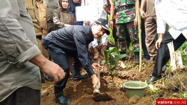 Nagari Mandiri Pangan: 400 Bibit Manggis Ditanam di Jorong Simancuang