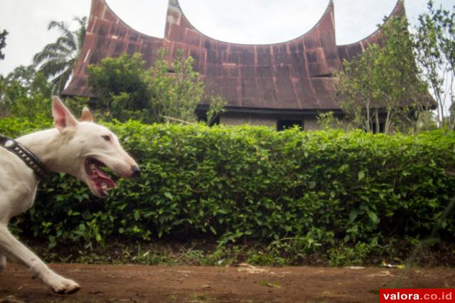 Dispertahornak Agam Terus Berupaya Cegah Rabies