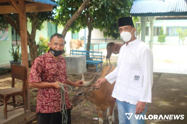 Sembelih 5 Sapi dan 4 Kambing di Idul Adha 1442 H: Dandenpom 1/4 Padang Berbagi Daging...