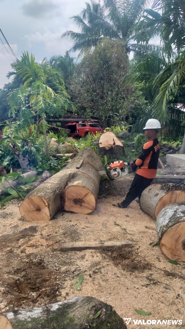 Pohon Pelindung di Jalan Jorong Tapian Kandih Ditebang, Lutfi: Sudah Tua, Rawan Tumbang