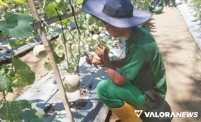 Yuk Agrowisata Petik Melon hasil Budidaya Siswa SMKN 2 Lubuk Basung