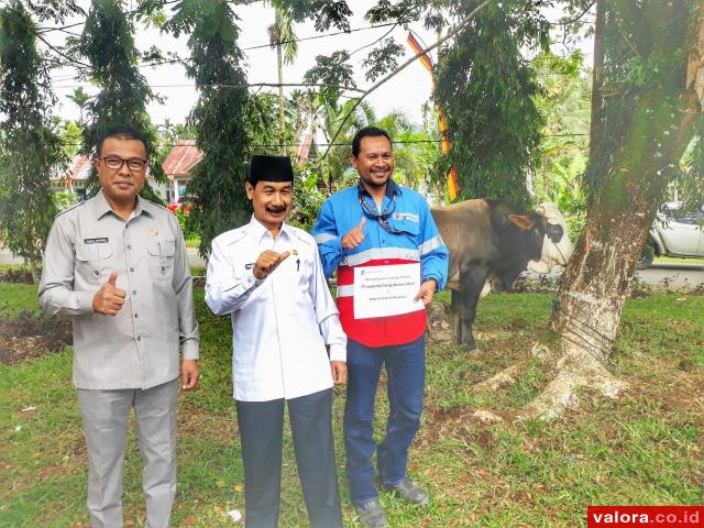 21 Ekor Sapi dan 3 Kambing akan Dikurbankan di Kantor Bupati Solsel