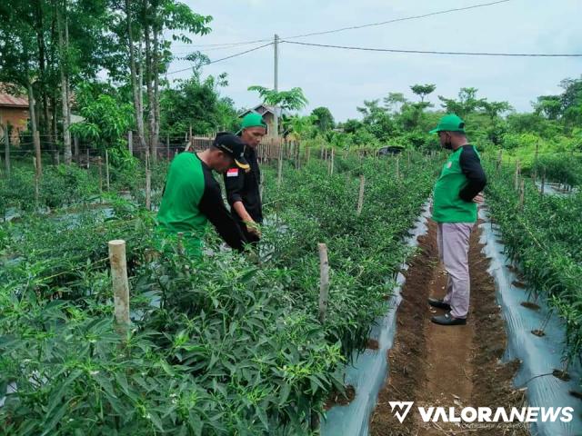 Petani Milenial Asal Lakitan Budidayakan Cabai Anorganik, Novermal: Menginspirasi