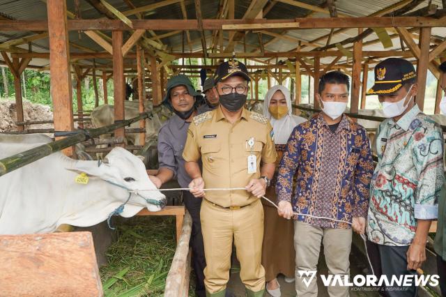 Solsel Luncurkan Program Suka Sapi: 7 Kelompok Tani Dibantu Sapi PO dan Bali