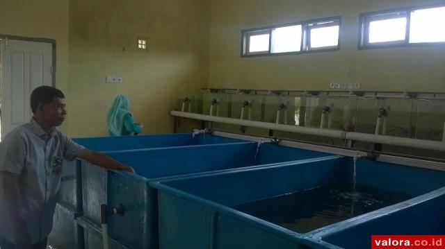 Enam Ekor Betina dan Tujuh Ekor Jantan Ikan Gariang Jalani Proses Pemijahan