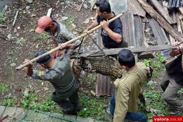 Pessel Kembangkan Kawasan Konservasi Buaya Muara