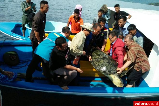 Dilepas Wagub ke Laut Lepas: 12 Ekor Penyu Kesasar di Areal PLTU Teluksirih