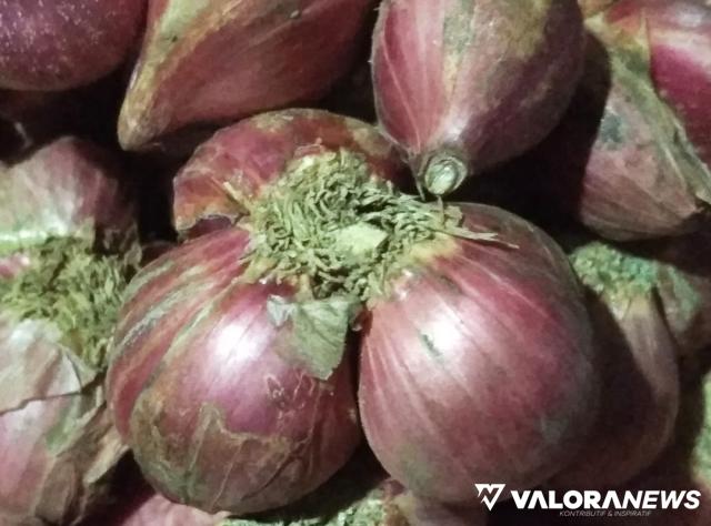 3 Ton Bibit Bawang Merah Dibagikan ke Petani Pessel