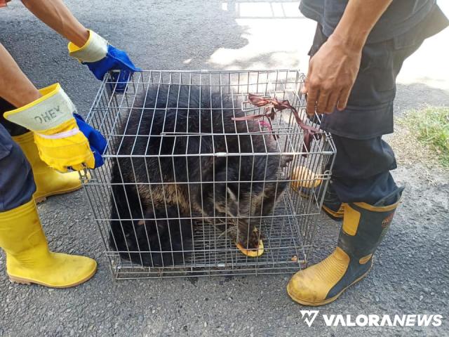 Musang Langka dan Ular King Koros Dievakuasi Tim Damkar Padang Panjang