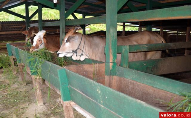 SPR di Duo Nagari Telah Pelihara Seribuan Ekor Sapi