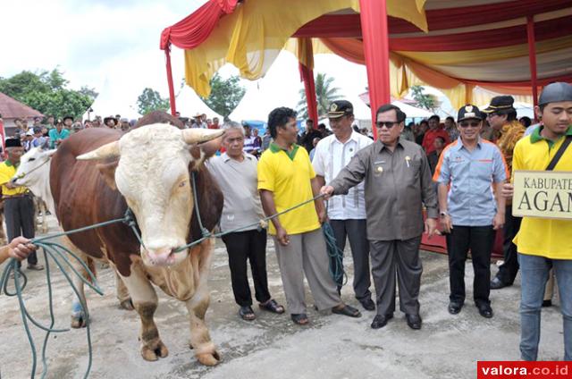 Payakumbuh Bertekad jadi Pemenang di Livestock Expo