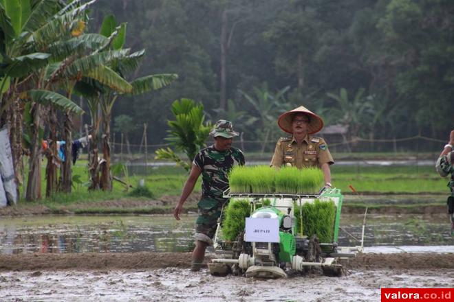 Terdiri dari Tiga Varietas: Beras Rajo Pasisia Siap Masuk Pasar Modern