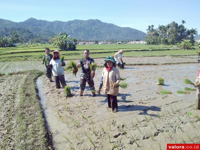 Koramil 04 Kodim Padang Dampingi Petani Percepat Masa Tanam