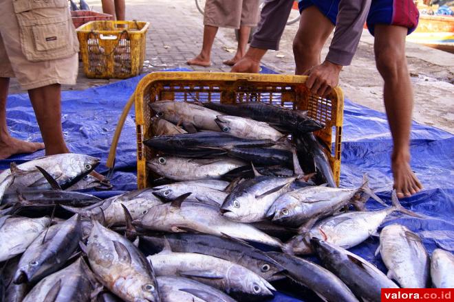 Ikan Berformalin Diduga Masuk ke Agam dari Sibolga dan Muara Angke